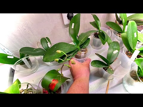 Видео: НОВЫЕ ОРХИДЕИ ЗАЦВЕТОНОСИЛИ спустя месяц, почему НЕ сработал антистресс для орхидей