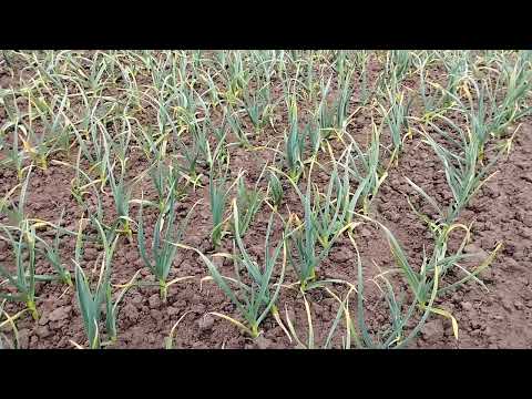 Видео: ФУЗАРІОЗ ЧАСНИКУ!!!😥ЛІКУВАННЯ!!!