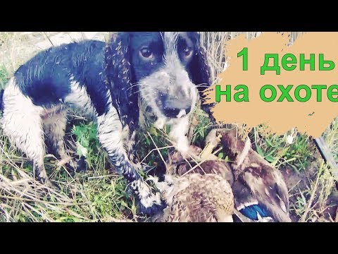 Видео: Охота на утку осенью с подхода со СПАНИЕЛЕМ стала на 200% интереснее!!6 уток,2 дуплета.
