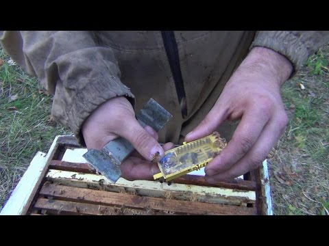 Видео: Замена матки в основную семью через пересылочную клеточку Replacement Queen bee