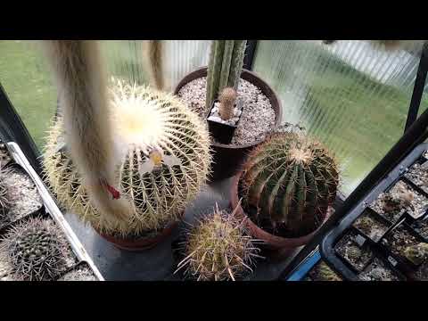 Видео: Коллекция ферокактусов.Ferocactus