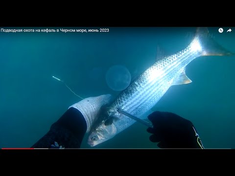 Видео: Подводная охота на кефаль в Черном море, июнь 2023
