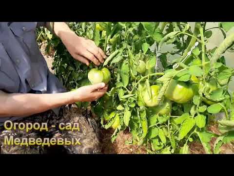 Видео: Как увеличить урожай крупноплодных томатов с куста в полтора -  два раза