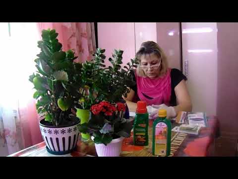 Видео: Каланхоэ из магазина. Больное каланхоэ. Отвечаю на вопросы