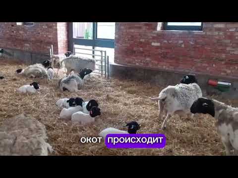 Видео: Ягнята дорпер - содержание от рождения #dorper #dorpersheep #дорпер