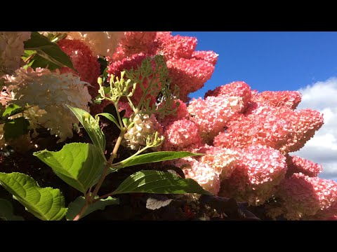 Видео: Гортензии 09.09.2022.