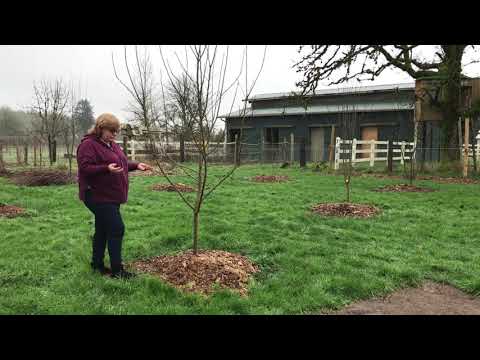 Видео: Польза Древесной Щепы в Огороде (wood chips)