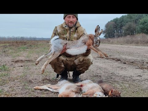 Видео: МОЙ ДЕНЬ! ОХОТА НА ЗАЙЦА. Весь зверь идет на меня