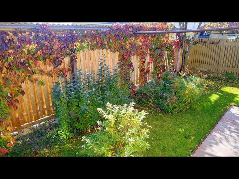 Видео: Подготовка дачи огорода сада к зиме, для начинающих дачников.
