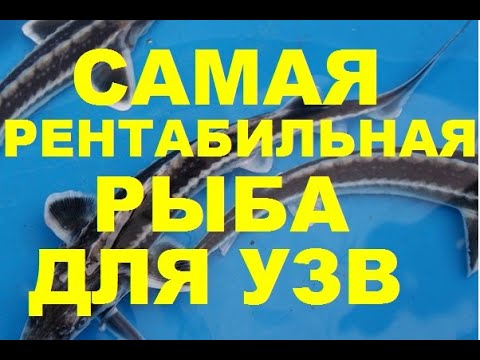 Видео: САМАЯ РЕНТАБИЛЬНАЯ РЫБА ДЛЯ УЗВ (МОЙ ОПЫТ)