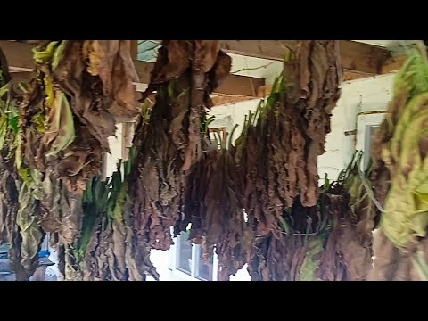 Видео: Почали потроху працювати в табаку. Як ми сушимо та переробляємо. Будні села.