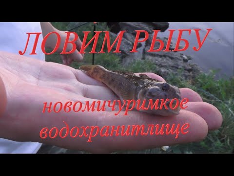 Видео: Рыбалка на Новомичуринском водохранилище. Путешествие по Рязанской глубинке!