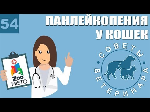 Видео: Панлейкопения у кошек | Какие симптомы панлейкопении | Профилактика болезни | Советы Ветеринара