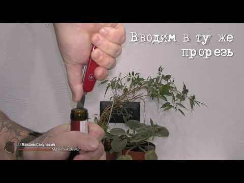 Видео: Victorinox Bantam Сравнение версий, Лайфхаки... Как любым Виксом Без Штопора открыть бутылку вина