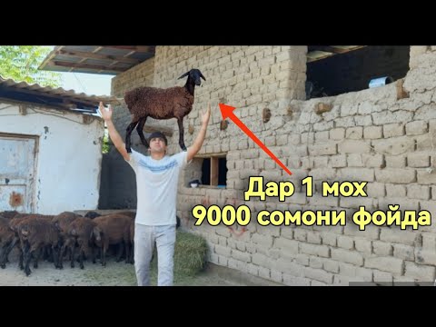 Видео: Хама бояд бинад дар 1 мох 9000 сомони фойда. Шарифхони Мирали н.Фархор