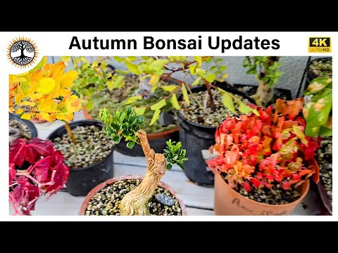 Видео: Осенние обновления бонсай: перенос тропических растений в дом