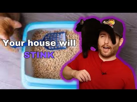 Видео: В защиту кошек