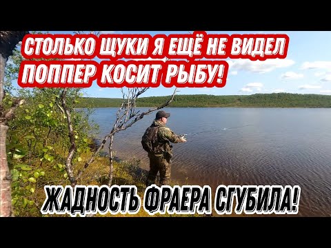 Видео: Нашел ЛОГОВО ЩУКИ. ПОППЕР косит рыбу. ЖАДНОСТЬ фраера СГУБИЛА.