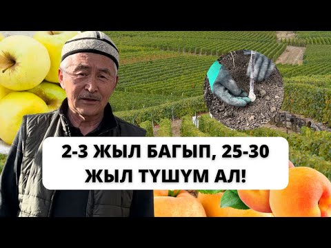 Видео: Алма менен өрүктү отургузуунун сырлары