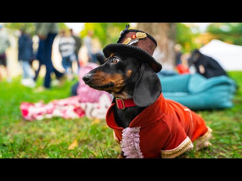 Видео: Такс Парад 2021!