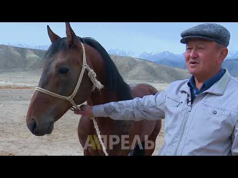 Видео: Редкий спец [12 серия]: Конезаводчик Замирбек Мукашев