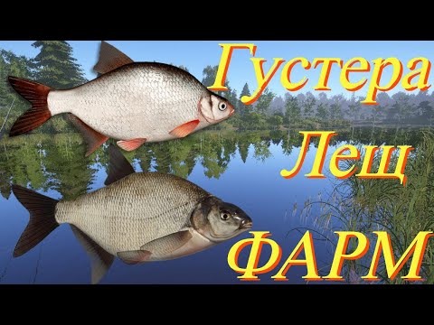 Видео: Ловим лещей  Густеру  и  Карасей   на  ст  Остроге:  Русская   Рыбалка 4!!!