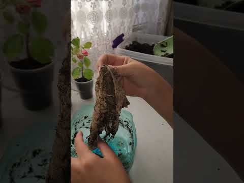 Видео: N⁰-253. Бугенвелия гулини купайтирилганда натижаси...