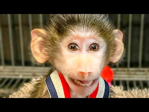 Видео: Степа может простить Мане ВСЕ, кроме ЛЮБИМОЙ ПЮРЕШКИ)))