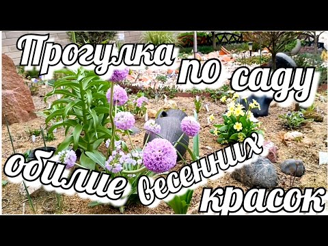 Видео: Что цветет в саду в середине апреля?! Обилие весенних красок в саду!