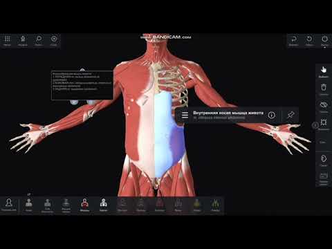 Видео: Топография переднебоковой стенки живота