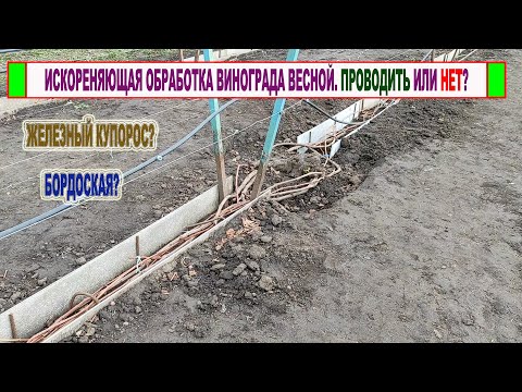 Видео: 🍇 Проводить или не проводить "ИСКОРЕНЯЮЩУЮ" ОБРАБОТКУ ВИНОГРАДА весной до распускания почек.