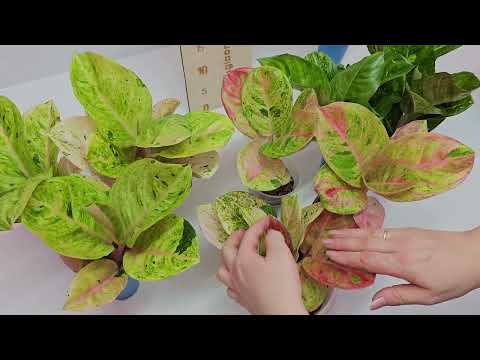 Видео: Скидка 20% на весь ассортимент ! Распродажа продолжается . Замиокулькас. Аглаонемы. 16,10,2023