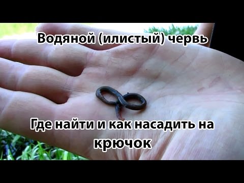 Видео: Отличная наживка для ловли рыбы - водяной (илистый) червь