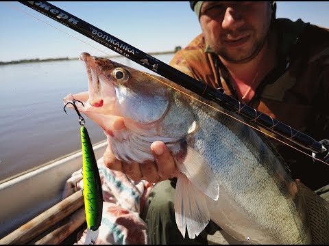 Видео: ИЮНЬ 2018 - (часть 2) ловля судака в МОШКУ (троллинг в один спиннинг) тест спиннингов ВОЛЖАНКА ДЖЕРК
