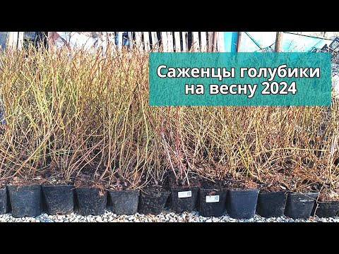 Видео: Саженцы голубики. 19.03.2024 г. Ставрополь.