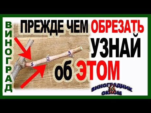 Видео: 🍇 Не приступай к обрезке пока не узнаешь об этих почках на винограде. Как подсчитать угловые глазки.