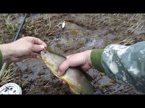 Видео: Хариус на горной реке #мужскоехобби#рыбалкавсибири#fishing#горнаярека#летняярыбалка#хариус#Тайга#