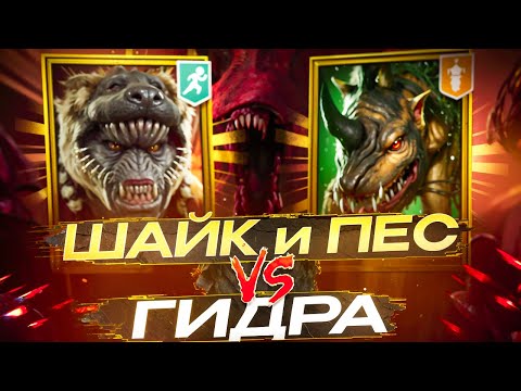 Видео: КРОУКАД и ШАЙК vs ГИДРЫ! 3 ВАРИАНТА ШМОТА для ВОЖАКА ШАЙКА! RAID SHADOW LEGENDS! #raid