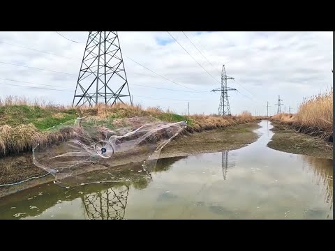 Видео: Вот это ручеей!!тысячи рыб в этой  луже!Поймали толстолобов#2024 #охотарыбалка#рыбалка #рыба