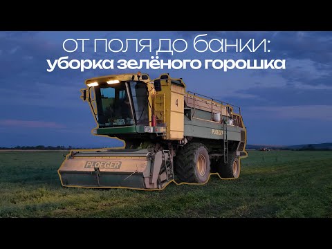 Видео: КАК УБИРАЮТ ЗЕЛЁНЫЙ ГОРОШЕК? 