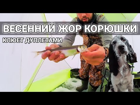 Видео: Наконец-то КОРЮШКА пошла! Попал на клев весенней корюшки