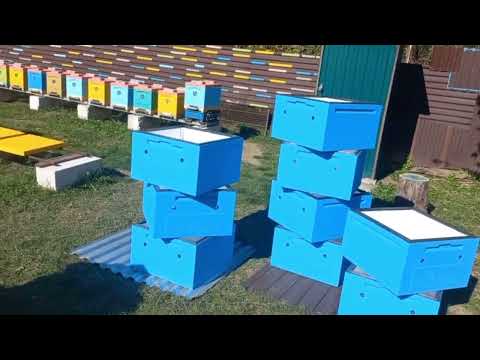 Видео: Технология Содержания Двуматочных Семей!!!