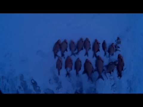 Видео: Супер клев леща на Вилейке зимней ночью