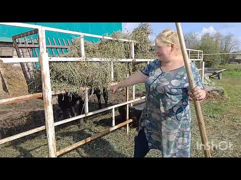 Видео: Один веселый сельский день.