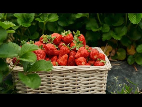 Видео: Клубника. Распаковка.