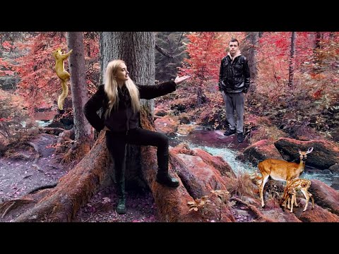 Видео: Баварский лес 🌲— природа Германии, от которой захватывает дух