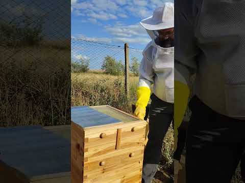 Видео: Показываю принцип работы улья