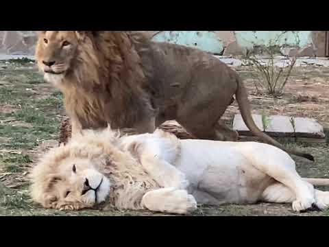 Видео: Чук и Кай КЛАССНО НАПУГАЛИ ВСЕХ ЛЬВОВ )))