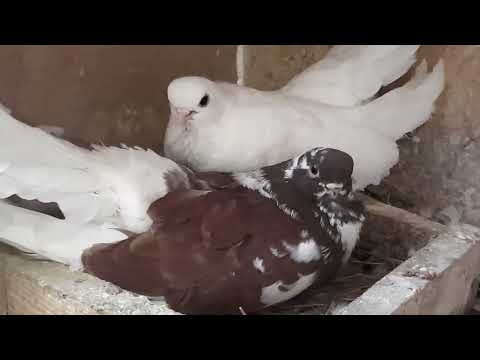 Видео: Крюковские голуби Черные.