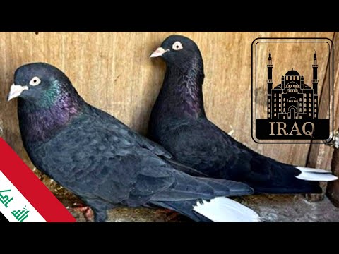 Видео: ОТЛИЧНЫЙ БОЙ Иракских голубей  | Iraqi faw tumbler/roller pigeons | حمام العراق